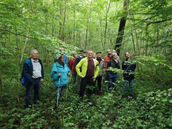 Dr. Rainer Luick (mitte) führt durch den Riedheimer Wald
